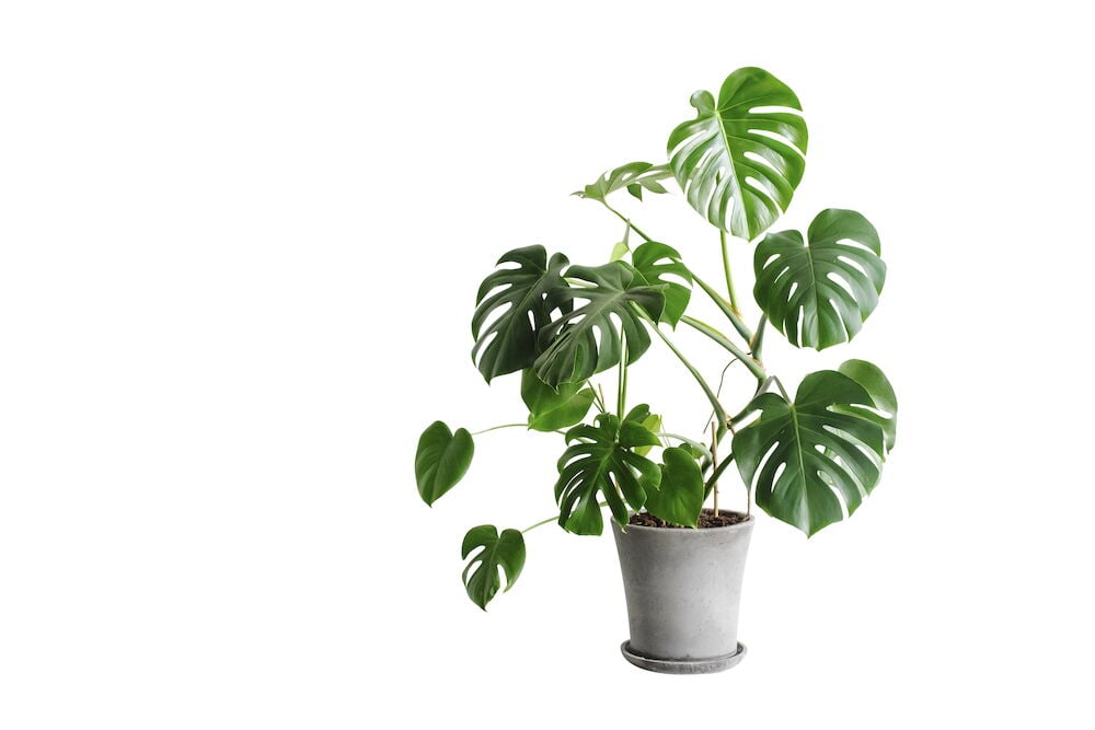 Vihreä monstera-deliciosa kasvi harmaassa ruukussa.