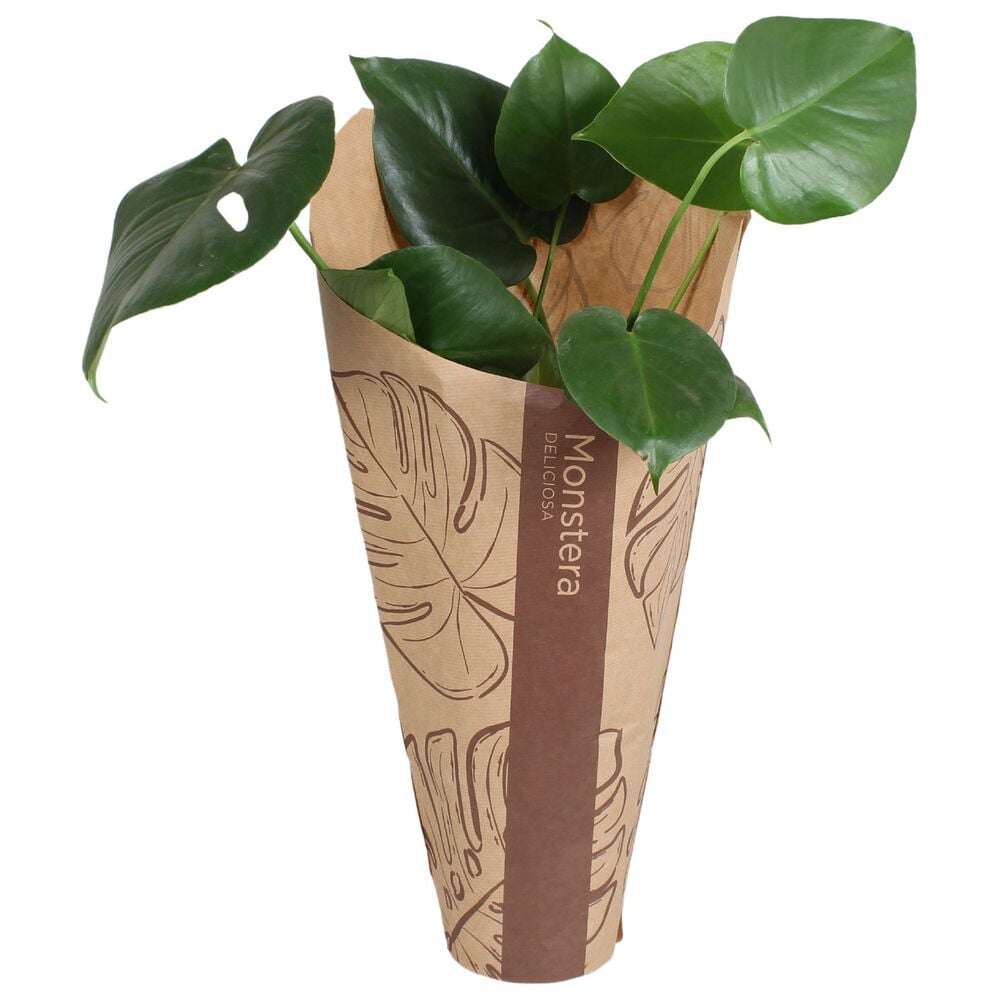 Vihreä Peikonlehti 13 cm kasvi kuvioidussa ruskeassa paperikääreessä, jossa teksti "Monstera DELICIOSA".
