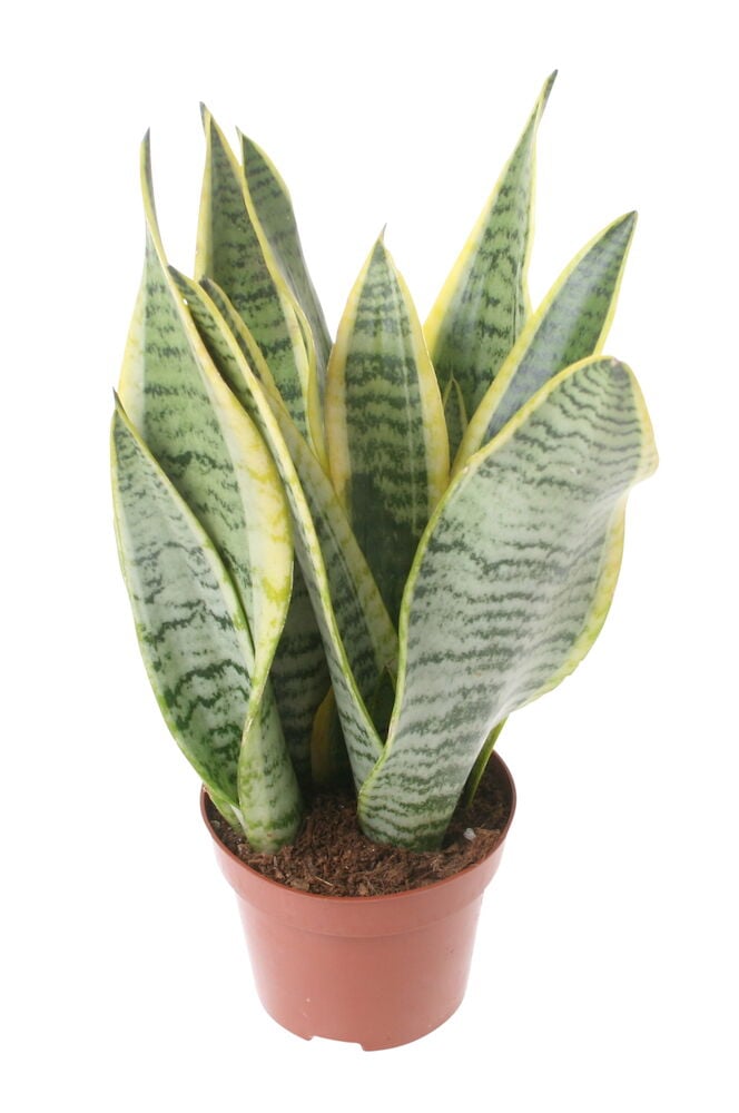 Sansevieria vihreillä lehdillä ruskeassa muoviruukussa.