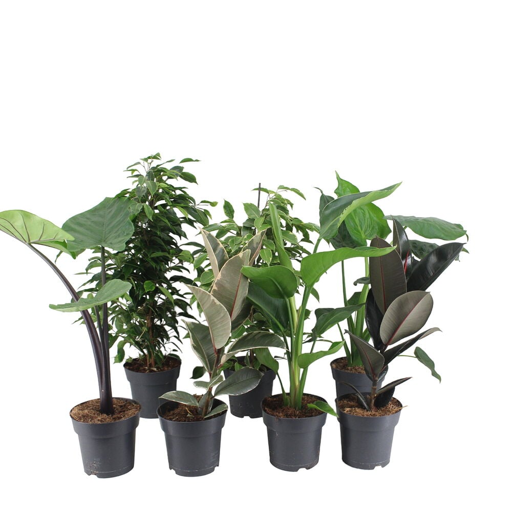 Kuusi erilaista viherkasvia (17 cm) mustissa ruukuissa, mukaan lukien Alocasia, Ficus ja Strelitzia.