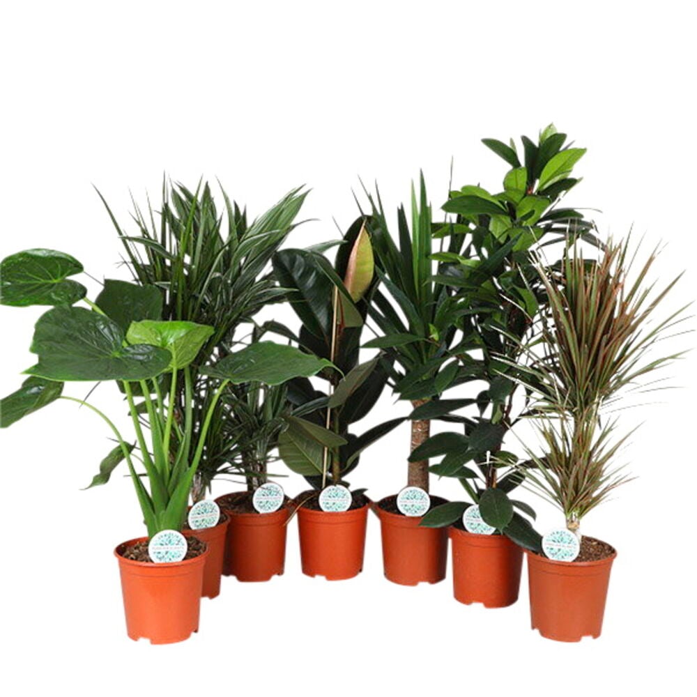 Kuusi erilaista huonekasvia ruskeissa muoviruukuissa.