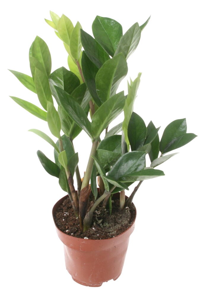 Zamioculcas, jossa kiiltävät vihreät lehdet muoviruukussa.