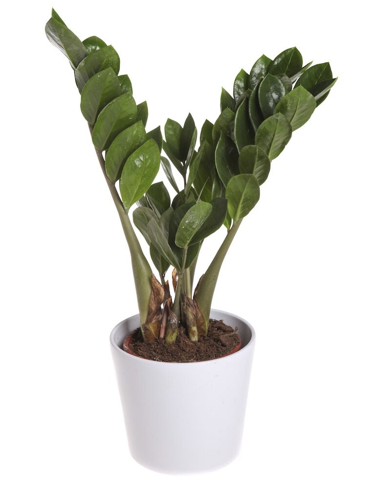 Vihreä zamioculcas valkoisessa ruukussa kiiltävillä lehdillä.