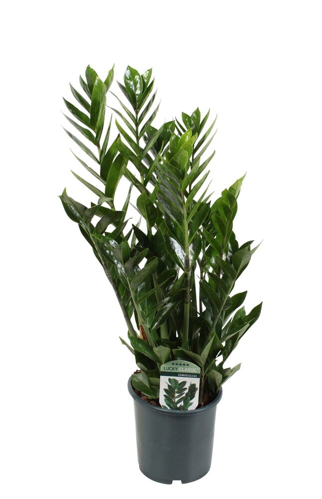 Vihreä zamioculcas kiiltävillä lehdillä mustassa muoviruukussa.