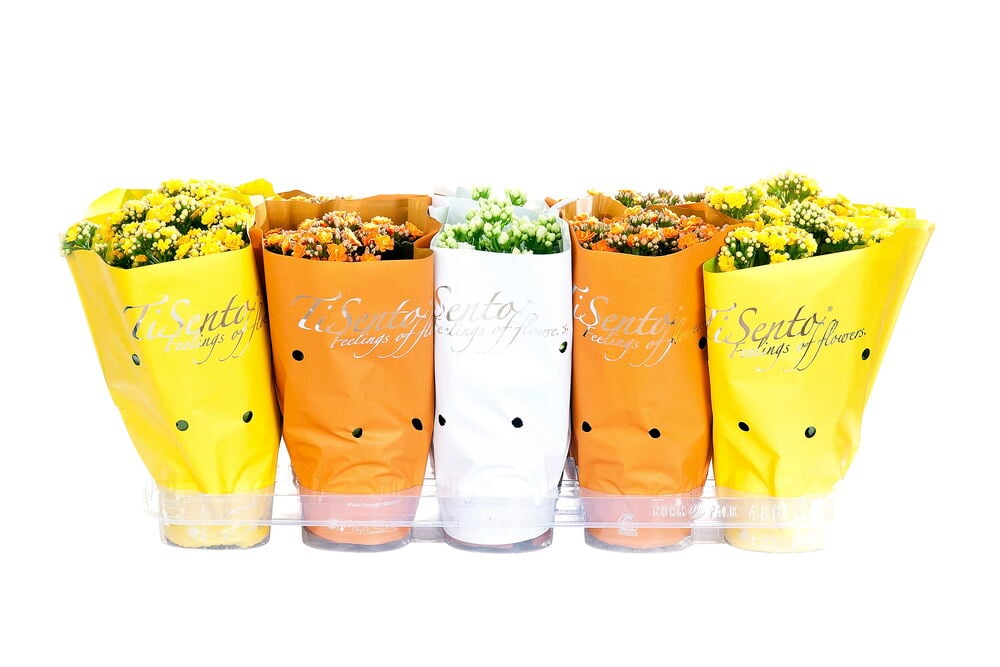 Viisi Tulilatva 12 cm Kampanja kasvia keltaisissa, oransseissa ja valkoisissa kääreissä läpinäkyvässä muovitarjottimessa.