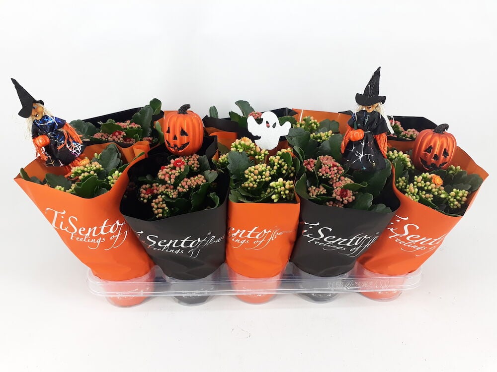 Tulilatva 12 cm Kampanja kasvit oransseissa ja mustissa kääreissä, joissa on noita-, kurpitsa- ja haamu-koristeita.