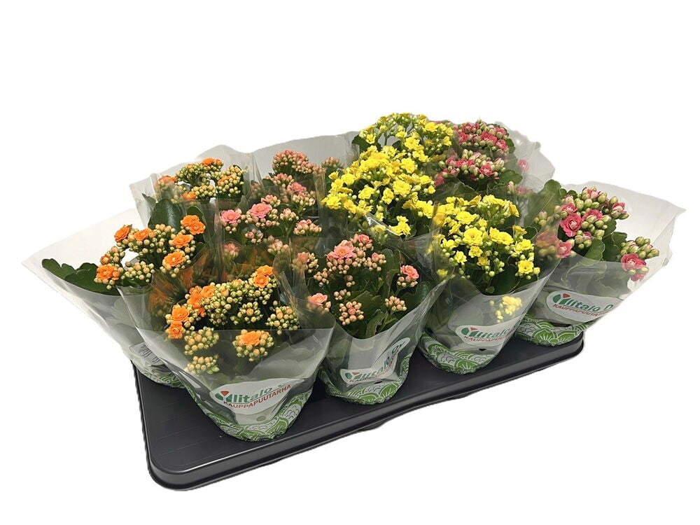 Tarjotin Tulilatva 10,5 cm kasveja oransseilla, vaaleanpunaisilla ja keltaisilla kukilla, yksittäin muovipaketissa.