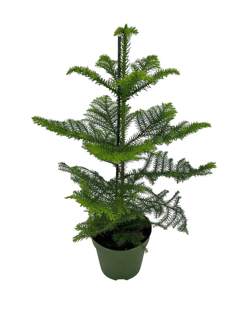 Vihreä huonekuusi valkoisessa ruukussa, noin 17 cm korkea.