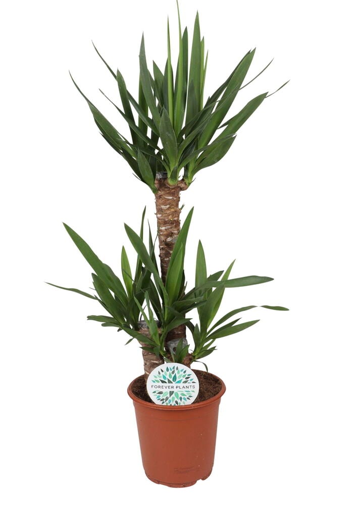 Suuri vihreä palmulilja ruskeassa muoviruukussa.