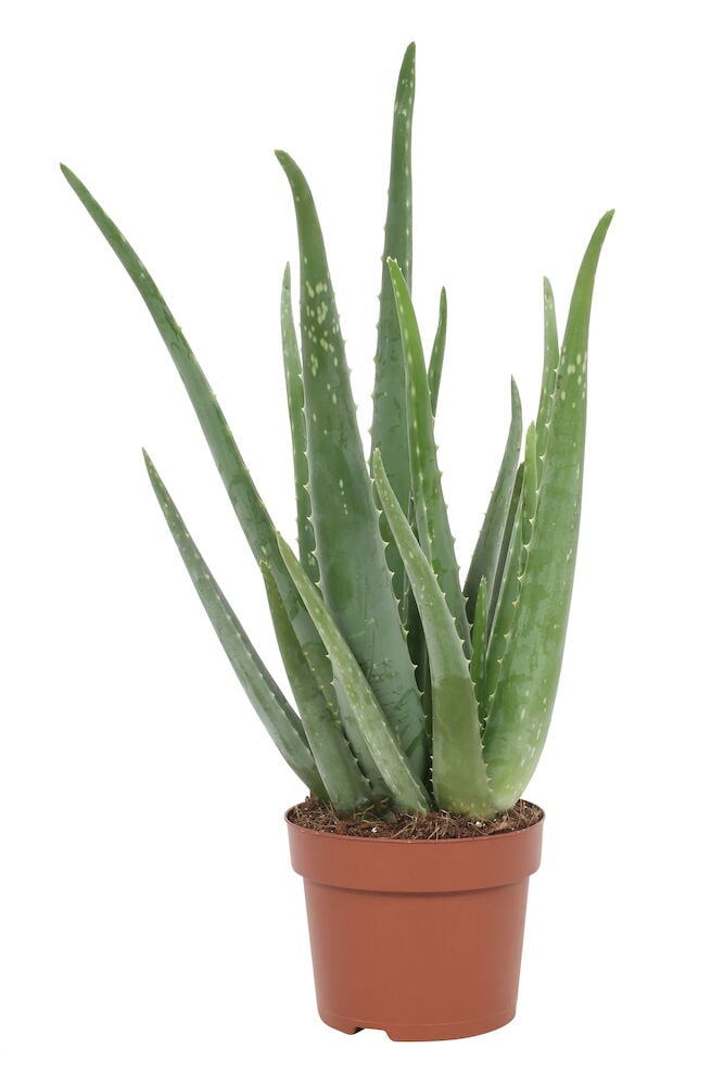 Rohtoaaloe