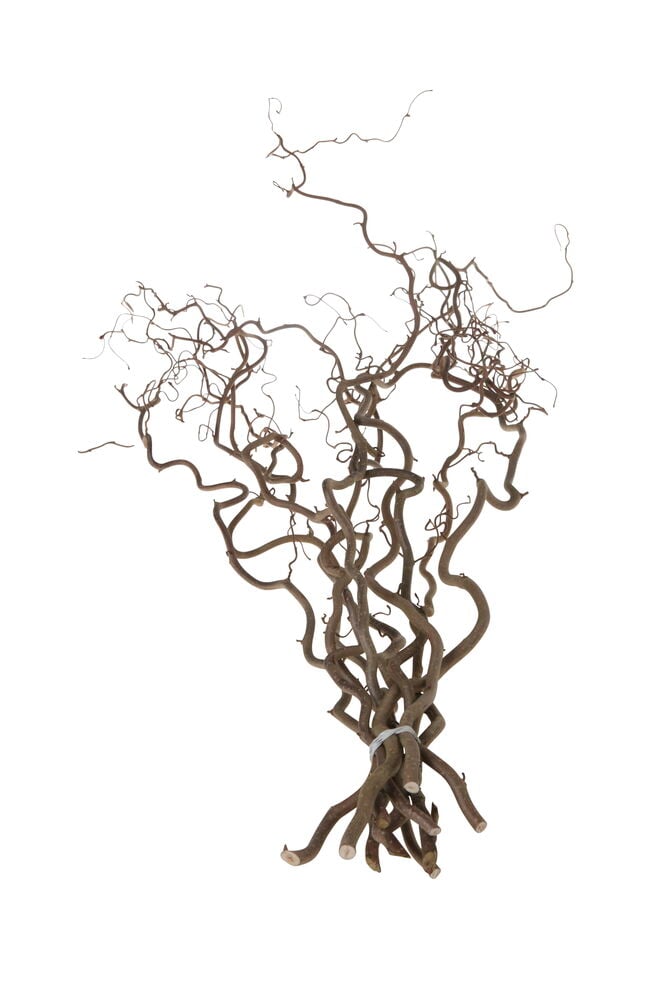 Kierretty ruskea peikonpähkinäoksa valkoisella taustalla.