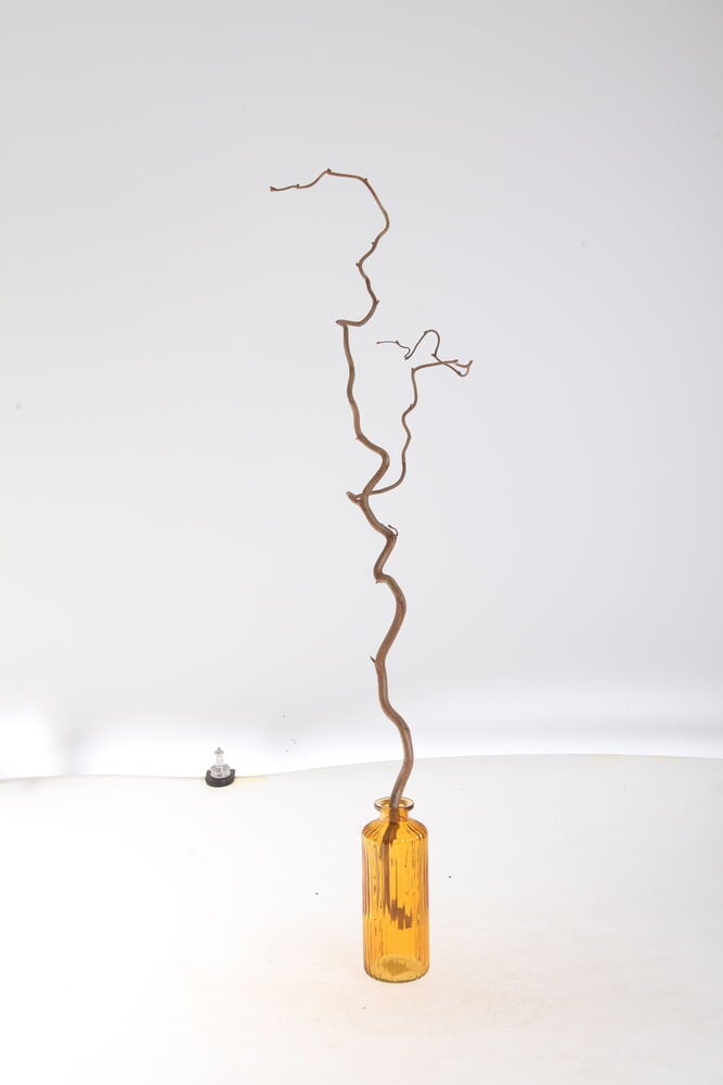 Pitkä, ruskea, kierretty Peikonpähkinä-oksa seisoo uurretussa meripihkanvärisessä lasimaljakossa.