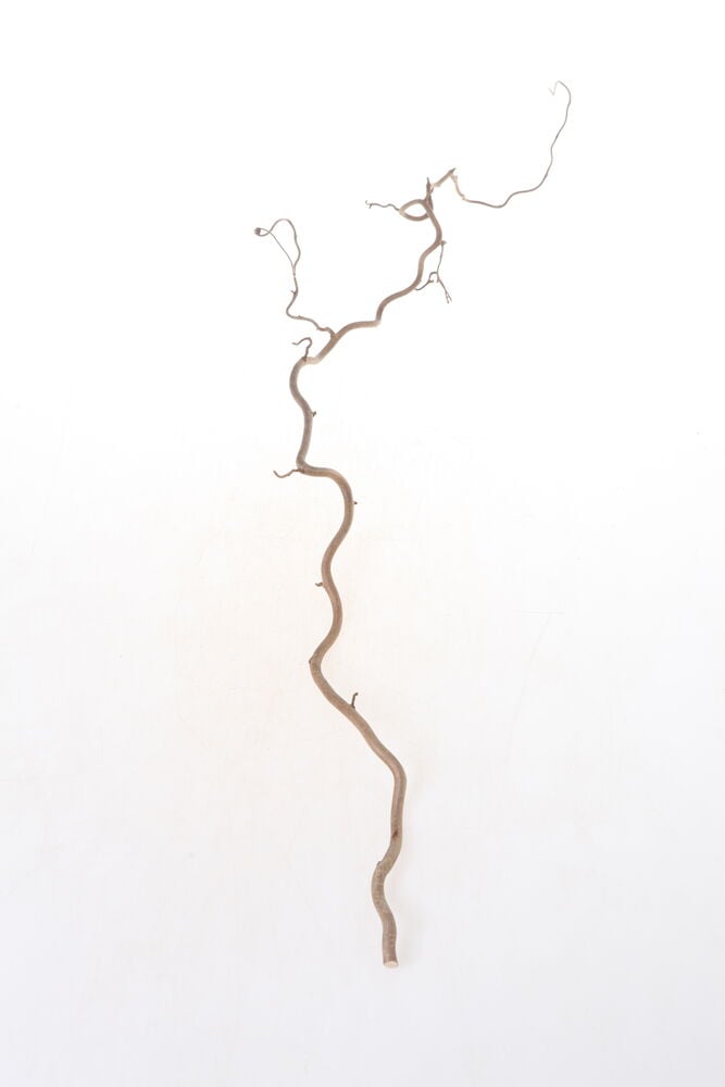 Yksi vaaleanruskea, kuivattu, kiemurteleva peikonpähkinän oksa valkoisella taustalla.