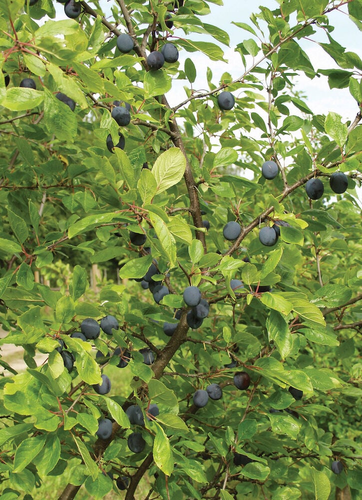 Luumupuu vihreillä lehdillä ja kypsillä tummilla luumuilla.