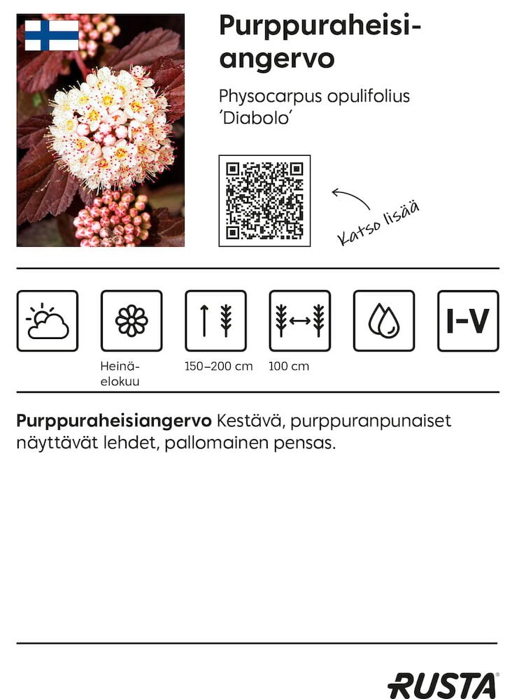 Näkymä purppuraheisiangervosta, jossa on valkoisia kukkia ja tummanpunaisia lehtiä.