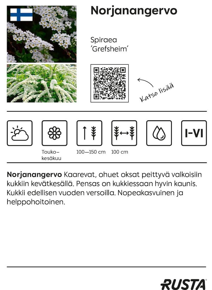 Pensas, jossa on kaarevia oksia ja valkoisia kukkia.