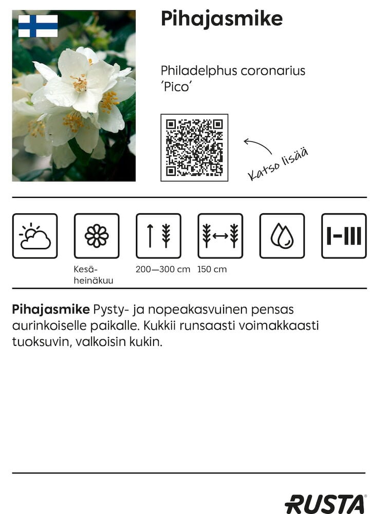 Pensas, jossa on valkoisia tuoksuvia kukkia ja vihreitä lehtiä.