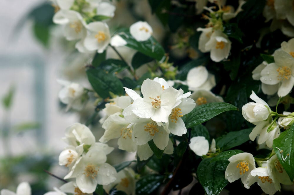 Ulkomaiset vaaleat jasmiininkukat vihreillä lehdillä.