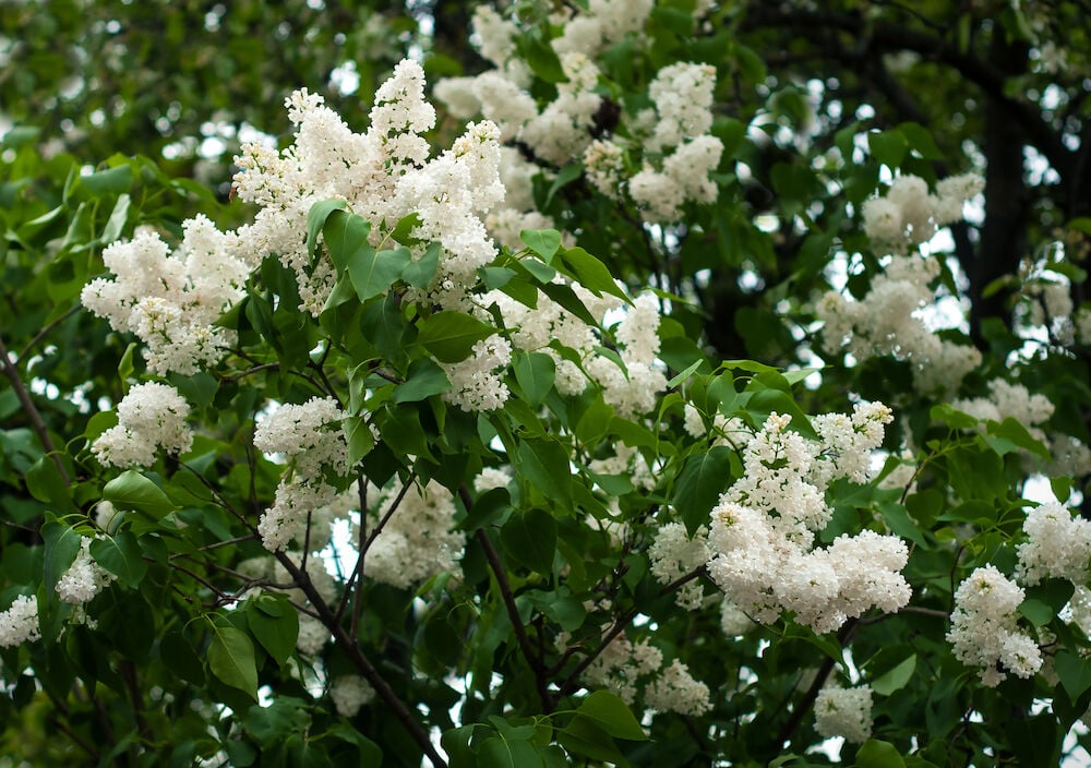 Pihasyreeni Valkoinen, jossa on useita pieniä valkoisia kukkaryppäitä ja vihreitä lehtiä pensaassa lähikuvassa.