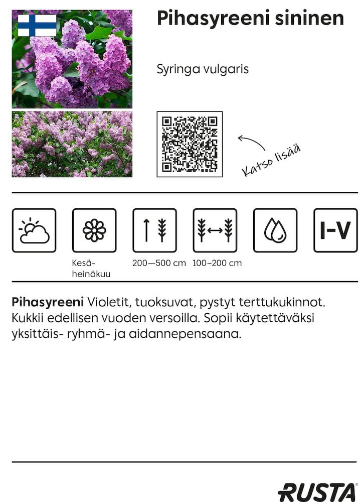 Kukassa oleva sininen syreenipensas, jossa on vihreitä lehtiä.