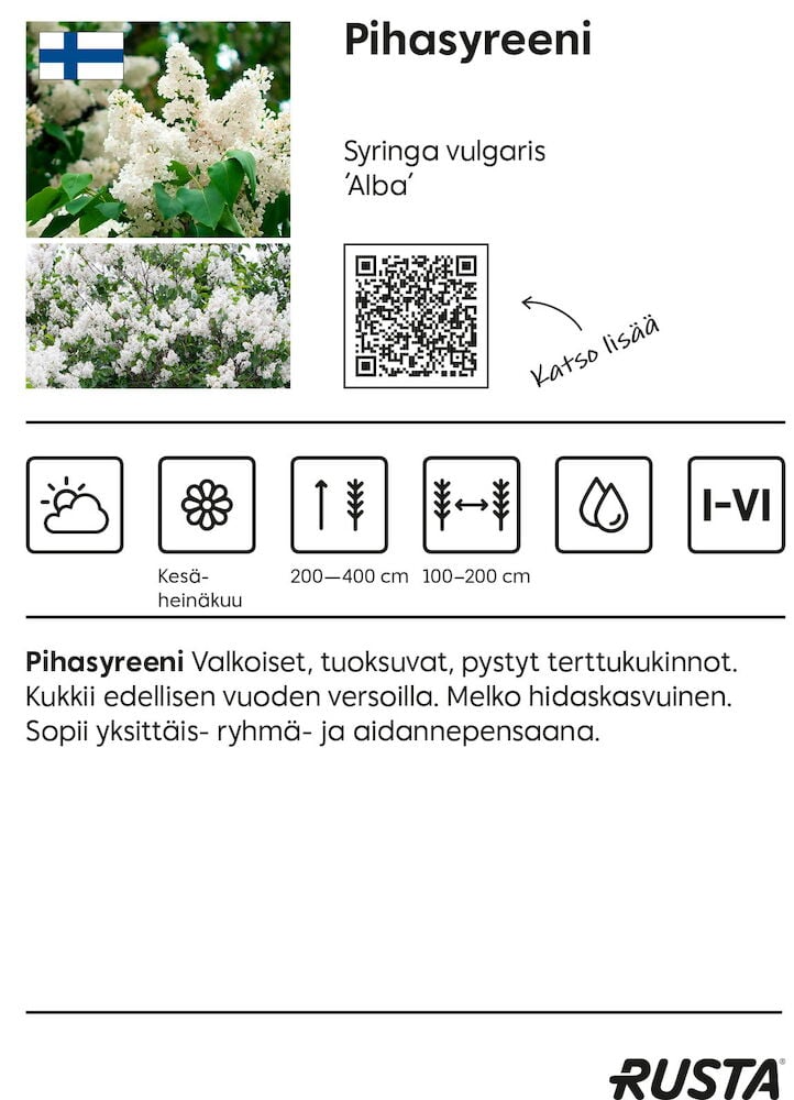 Valkokukkainen pihasyreenipensas tiheillä kukkatertuilla.