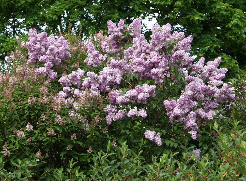 Pensas sinisillä syreeneillä vihreää taustaa vasten.