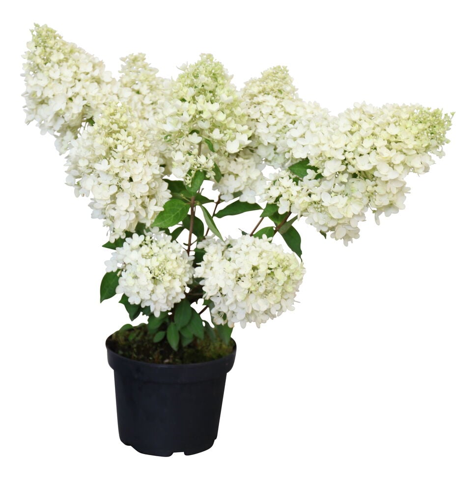 Syyshortensia Grandiflora valkoisilla ja vaaleanvihreillä kukilla mustassa ruukussa.