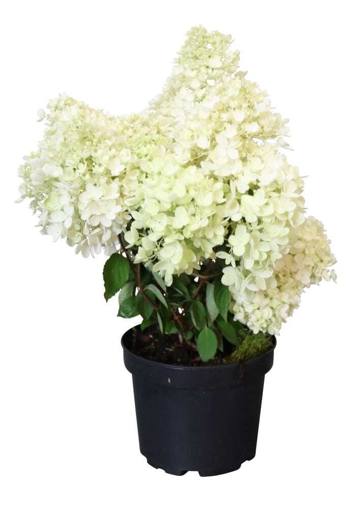 Ruukkusyyshortensia Grandiflora, jossa on valkoisia tai vaaleanvihreitä kukintoja mustassa ruukussa.