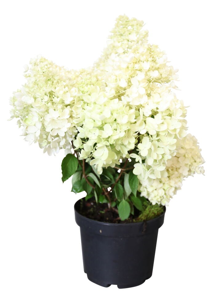 Syyshortensia Grandiflora kasvi valkoisilla kukilla ja vihreillä lehdillä mustassa ruukussa.