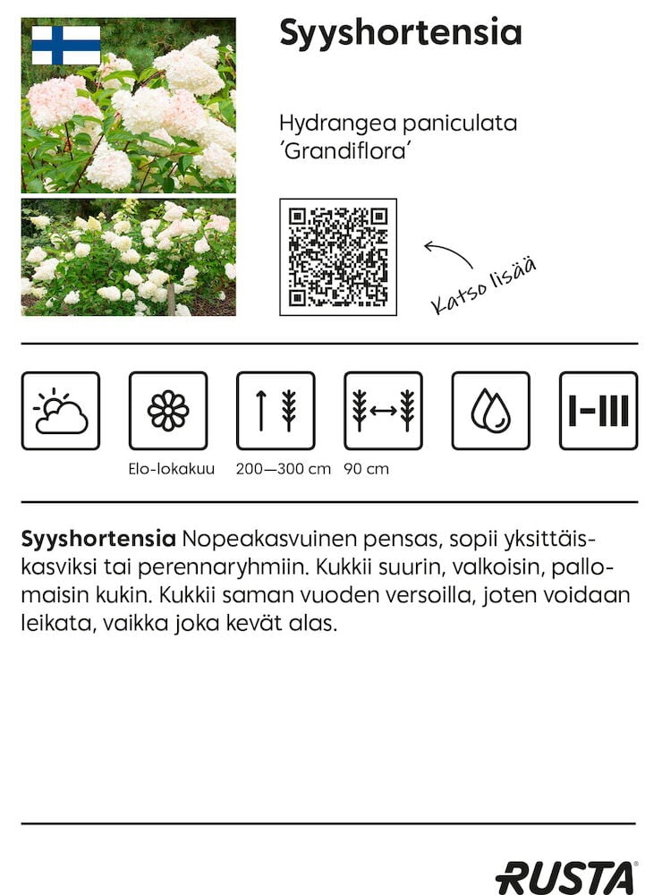 Valkoinen kukkiva syyshortensiapensas puutarhaympäristössä.