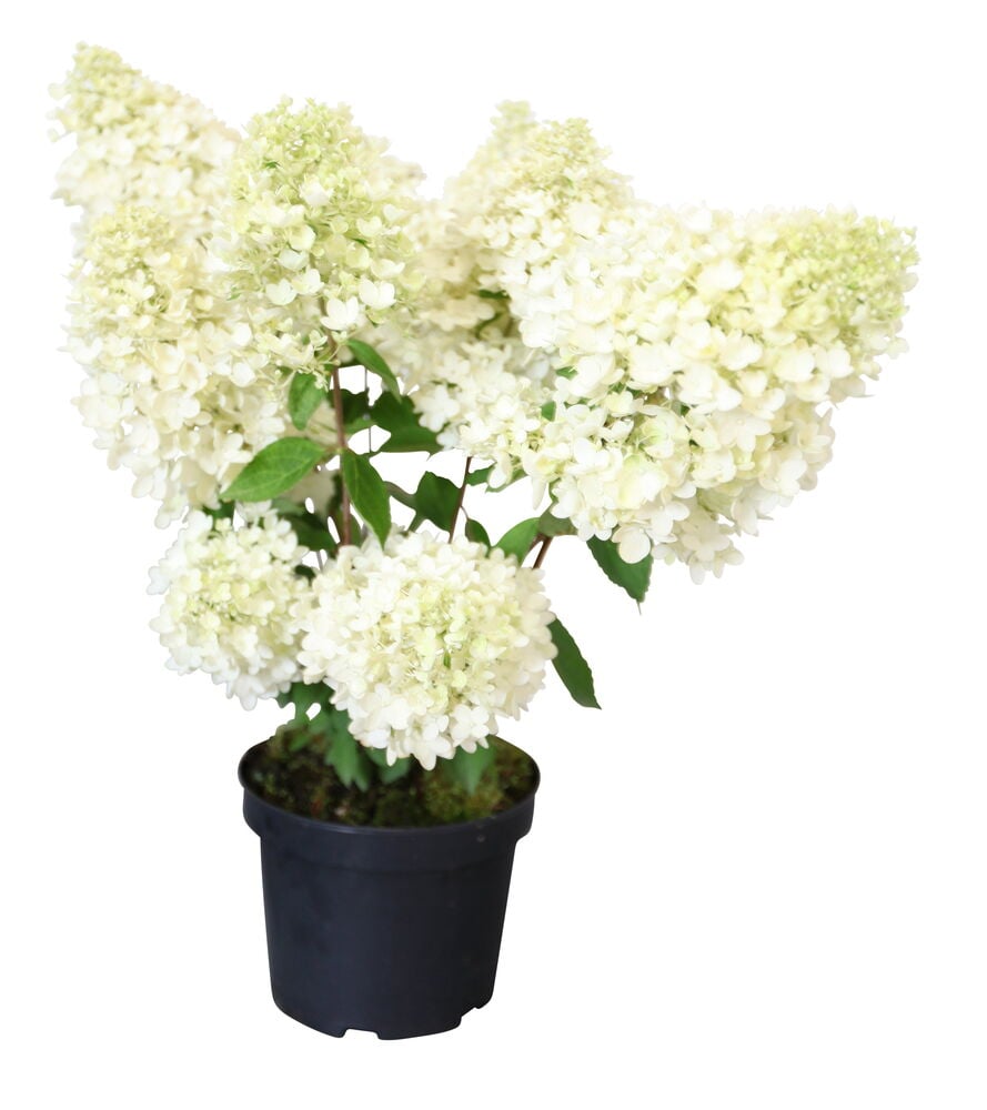 Syyshortensia Grandiflora valkoisilla kukilla ja vihreillä lehdillä mustassa ruukussa, edestä.