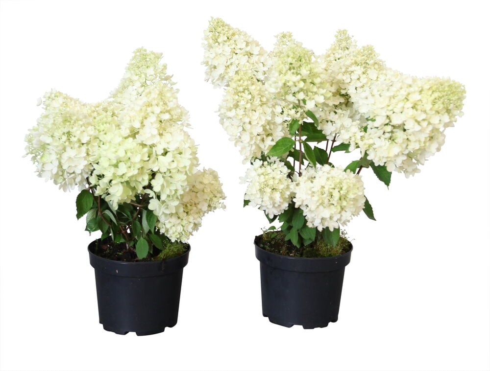 Kaksi ruukussa olevaa Syyshortensia Grandiflora -kasvia valkoisin kukkatertuin ja vihrein lehdin mustissa ruukuissa.