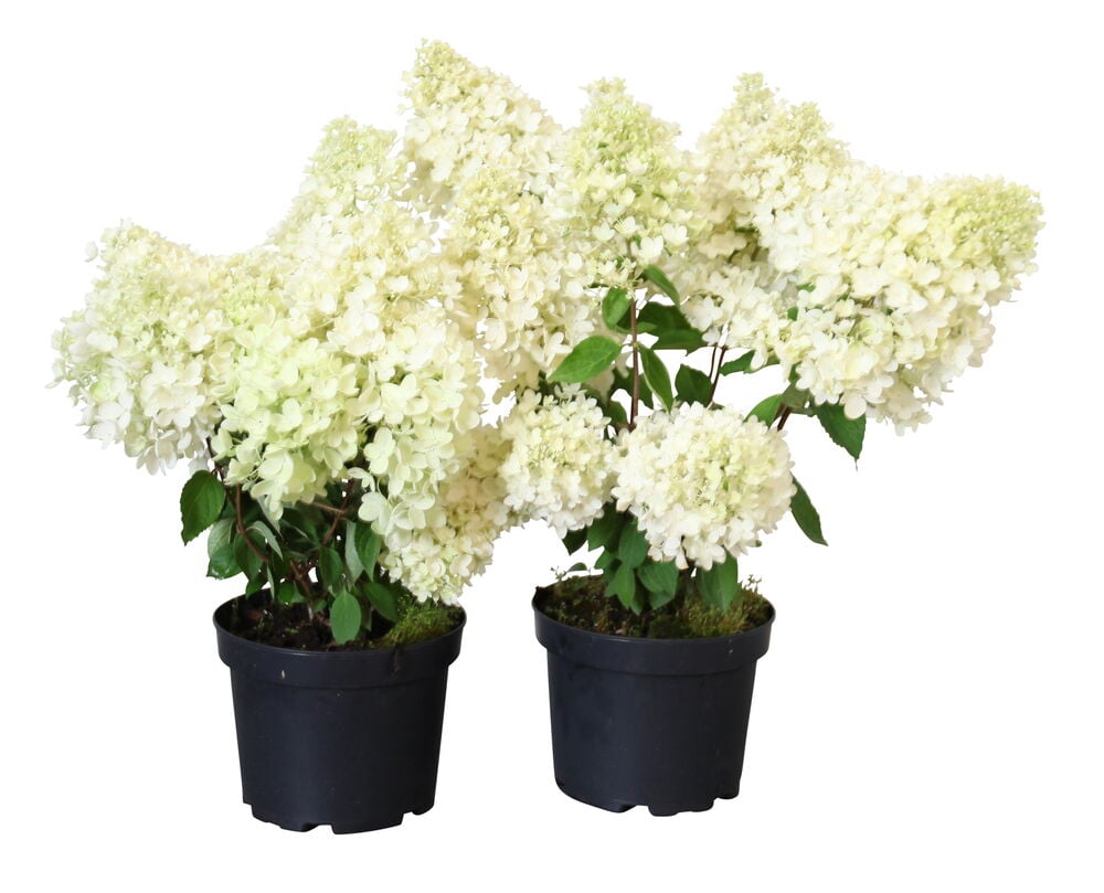 Kaksi syyshortensia Grandifloraa, joissa on runsaasti valkoisia kukkia mustissa ruukuissa, edestä.