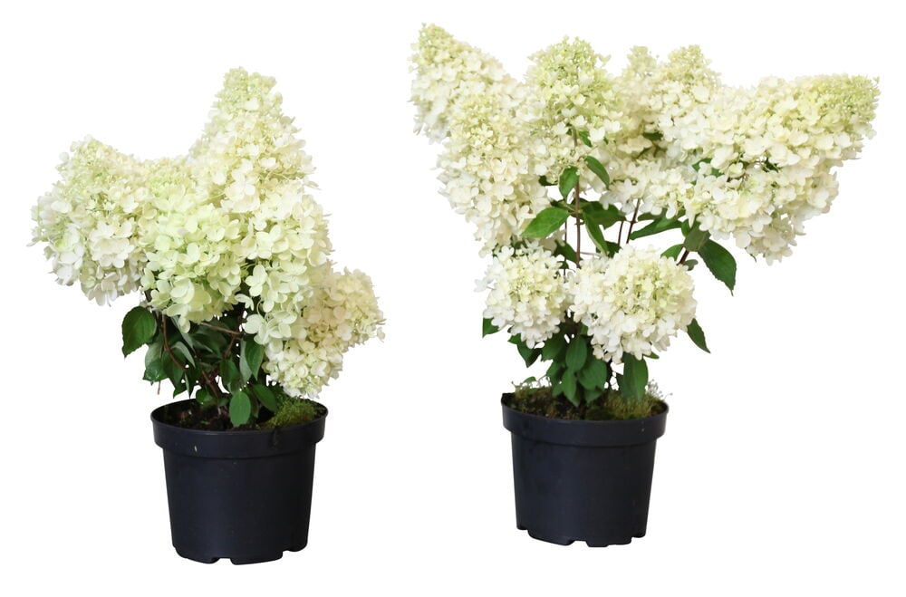 Kaksi ruukutettua Syyshortensia Grandiflora -kasvia, joissa on runsaasti valkoisia ja vaaleanvihreitä kartiomaisia kukkia mustissa ruukuissa.