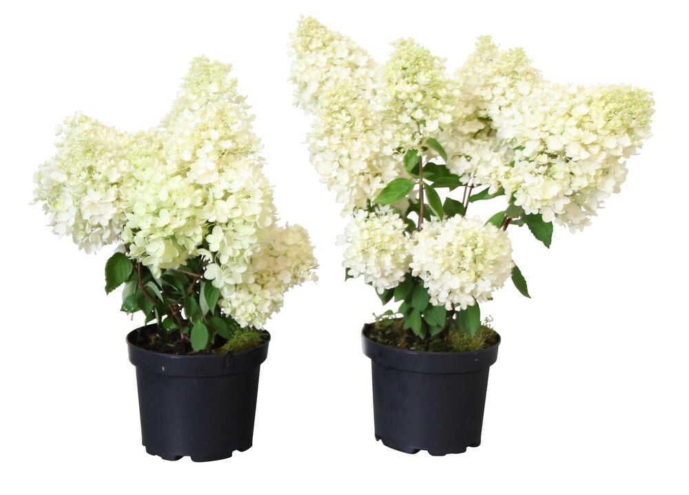 Kaksi ruukussa olevaa Syyshortensia Grandiflora -kasvia, joissa on valkoisia ja vaaleanvihreitä kartiomaisia kukkia.