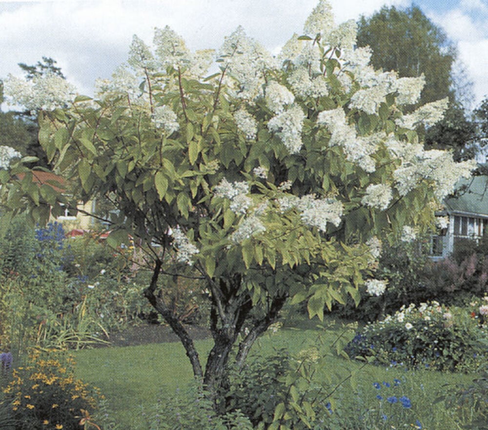 Vihreä pensas, jossa on valkoiset hortensian kukat puutarhassa.