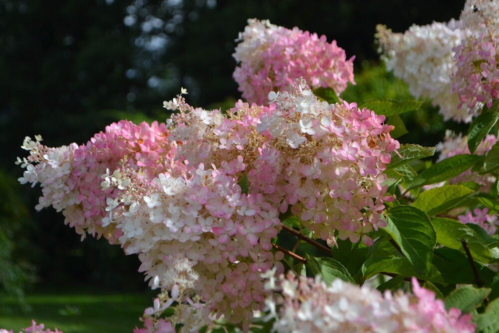 Vaaleanpunaisia ja valkoisia syyshortensian kukkia ulkona.