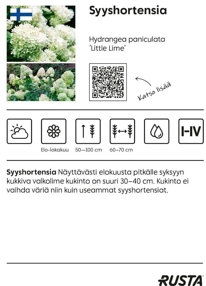 Syyshortensia Little Lime kasvi valkoisilla tai limenvihreillä kukilla näytettynä kahdessa eri kuvassa.