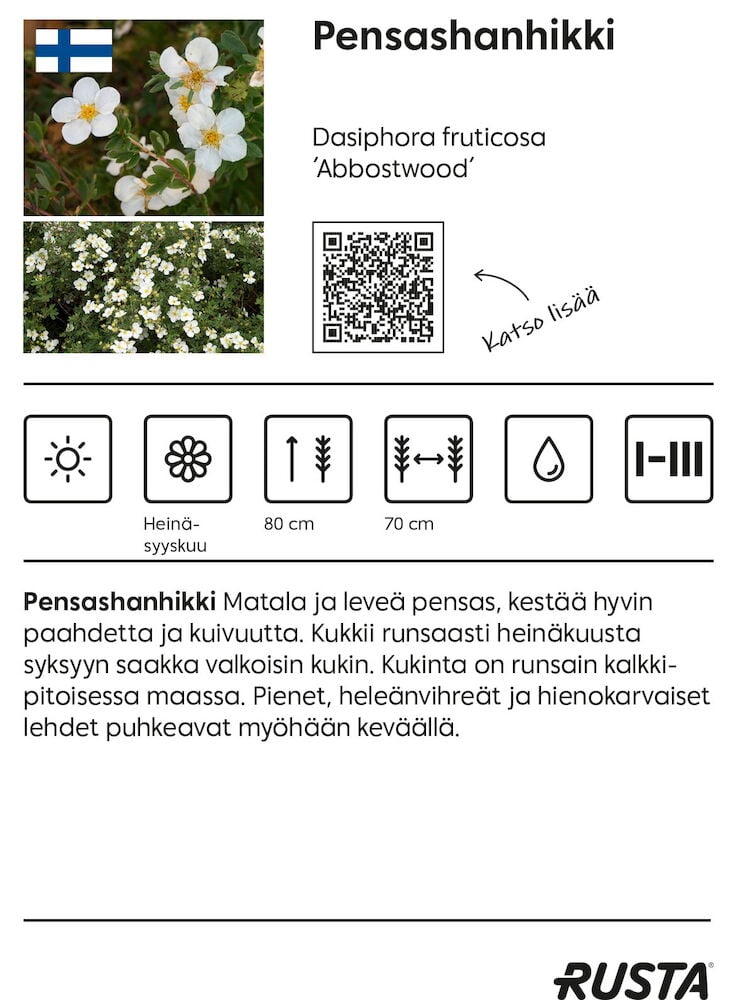 Hanhikki Abbostwood, tiheä pensas, jossa runsaasti pieniä valkoisia kukkia ja vihreitä lehtiä, edestä.