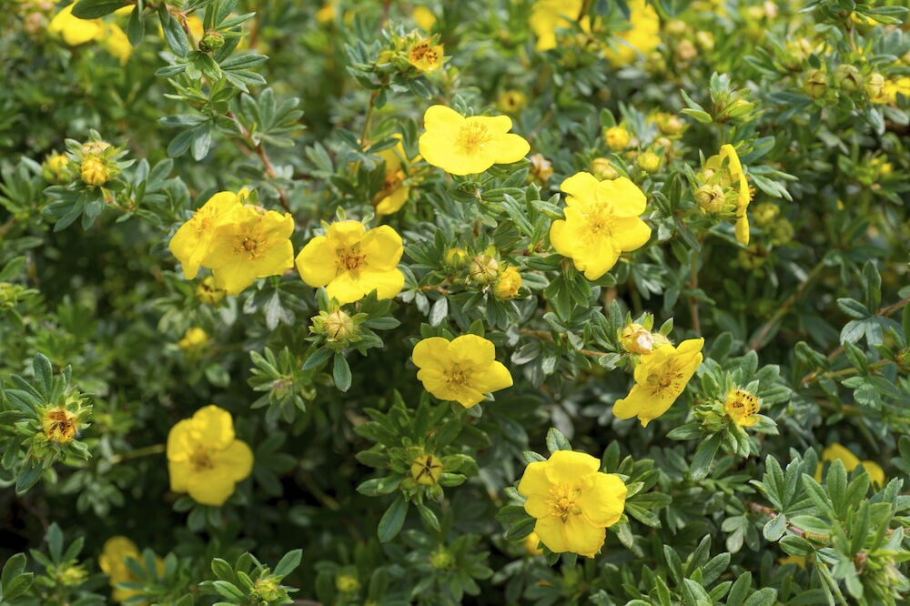 Tiheä pensas, jossa on paljon pieniä keltaisia kukkia.
