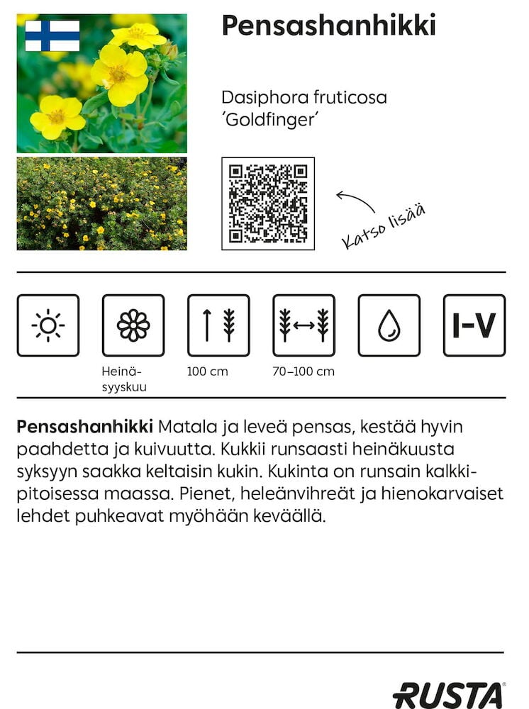 Keltakukkainen pensas, jolla on tiheä tummanvihreä lehdistö.