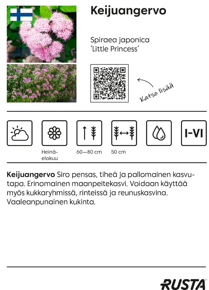 Keijuangervo, siro, tiheä ja pallomainen pensas vaaleanpunaisilla kukilla ja vihreillä lehdillä.