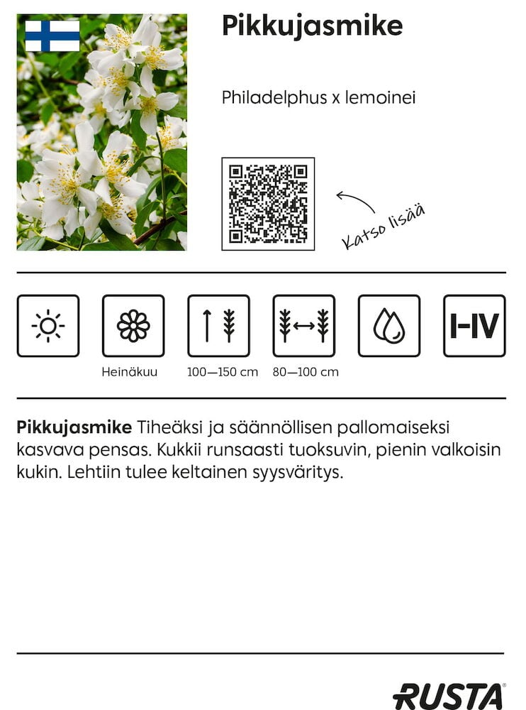 Vihreitä lehtiä ja pieniä valkoisia kukkia pensaassa.