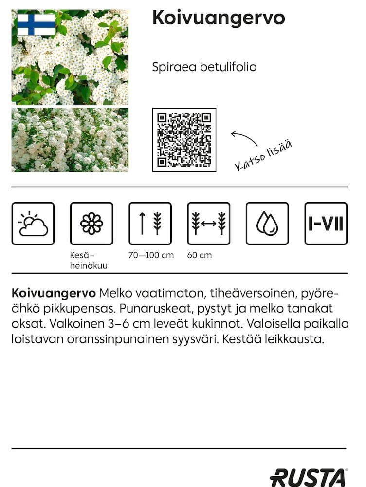 Valkokukkainen pensas, jossa on vihreät soikeat lehdet.