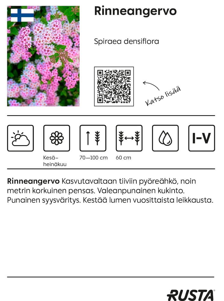 Kompakti pensas, jossa on tiheitä vaaleanpunaisia kukkia.