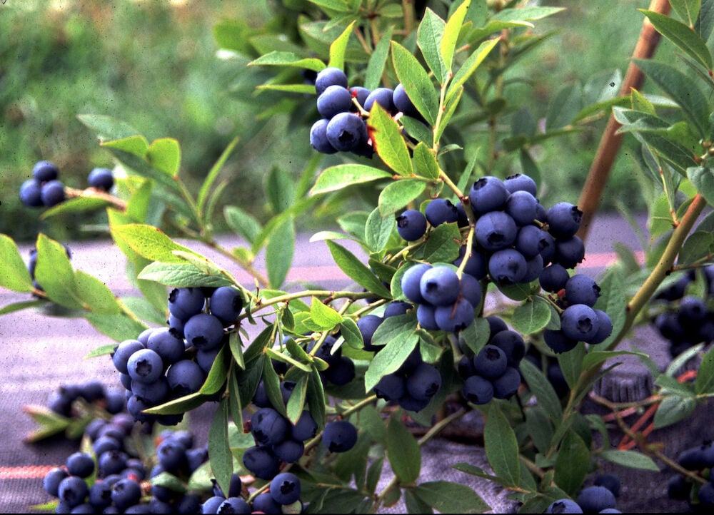Ulkokäyttöön suuri- ja tummansinimarjainen mustikkapensas.