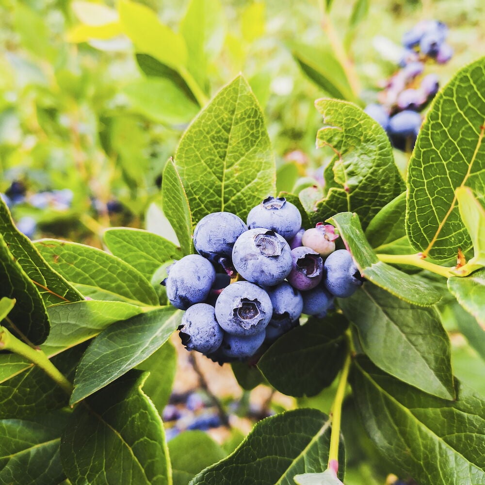 Lähikuva Pensasmustikka Blue Crop kotimaisista mustikoista vihreällä lehtisellä oksalla.