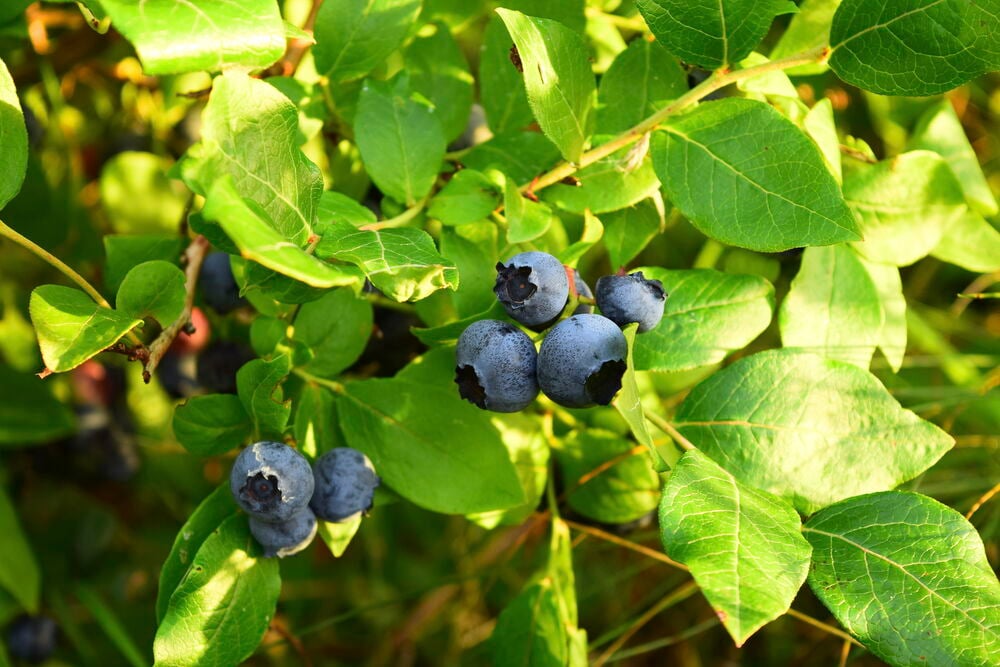 Mustikanvarpu kypsine mustikoineen vihreiden lehtien joukossa.