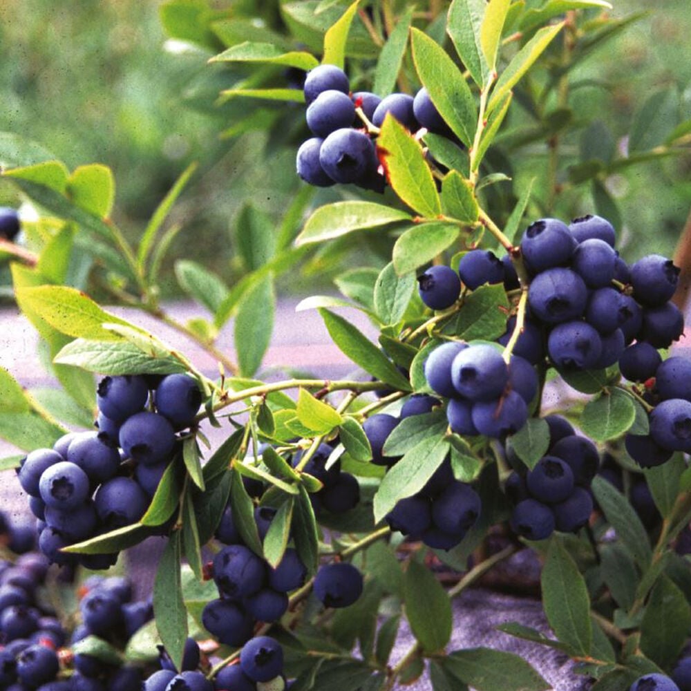 Mustikanvarpu, jossa tummansinisiä marjoja ja vihreitä lehtiä.