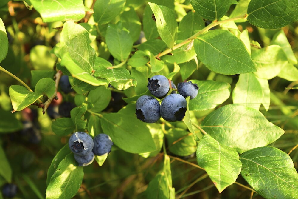 Suuria tummansinisiä marjoja pensaassa vihreiden lehtien kanssa.